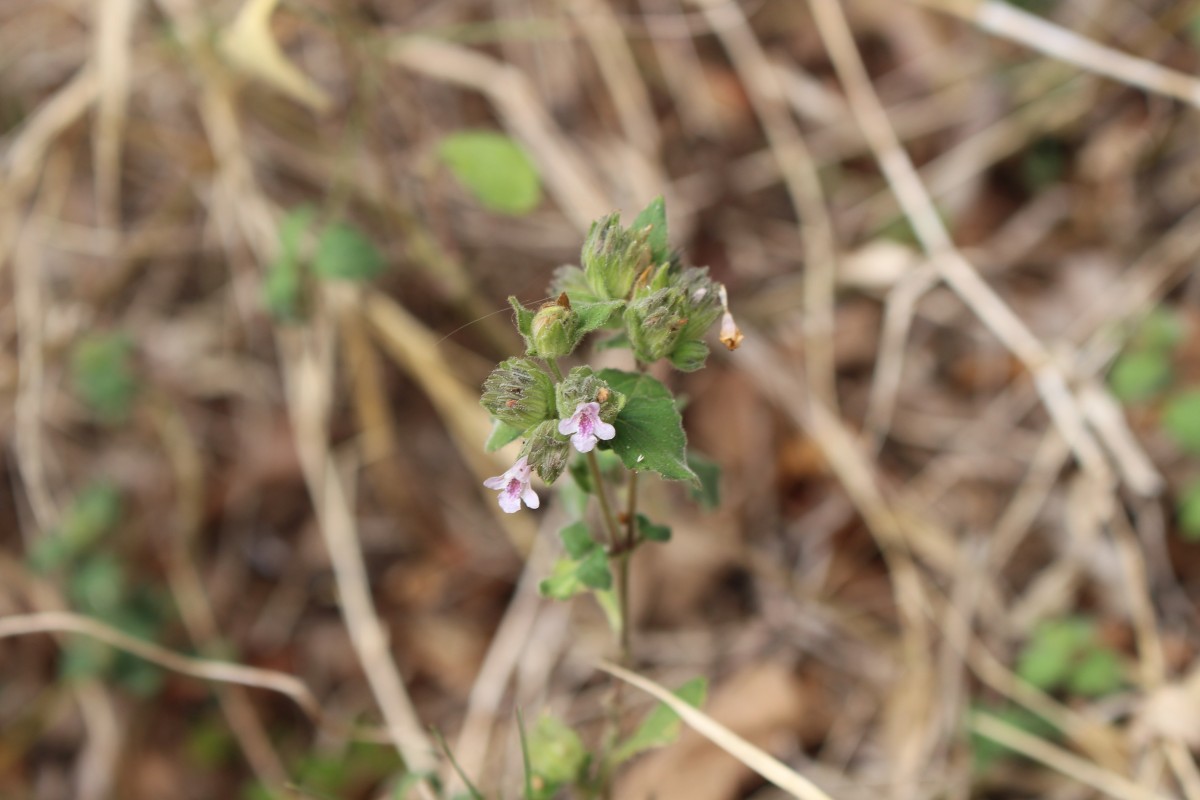 Lepidagathis fasciculata (Retz.) Nees